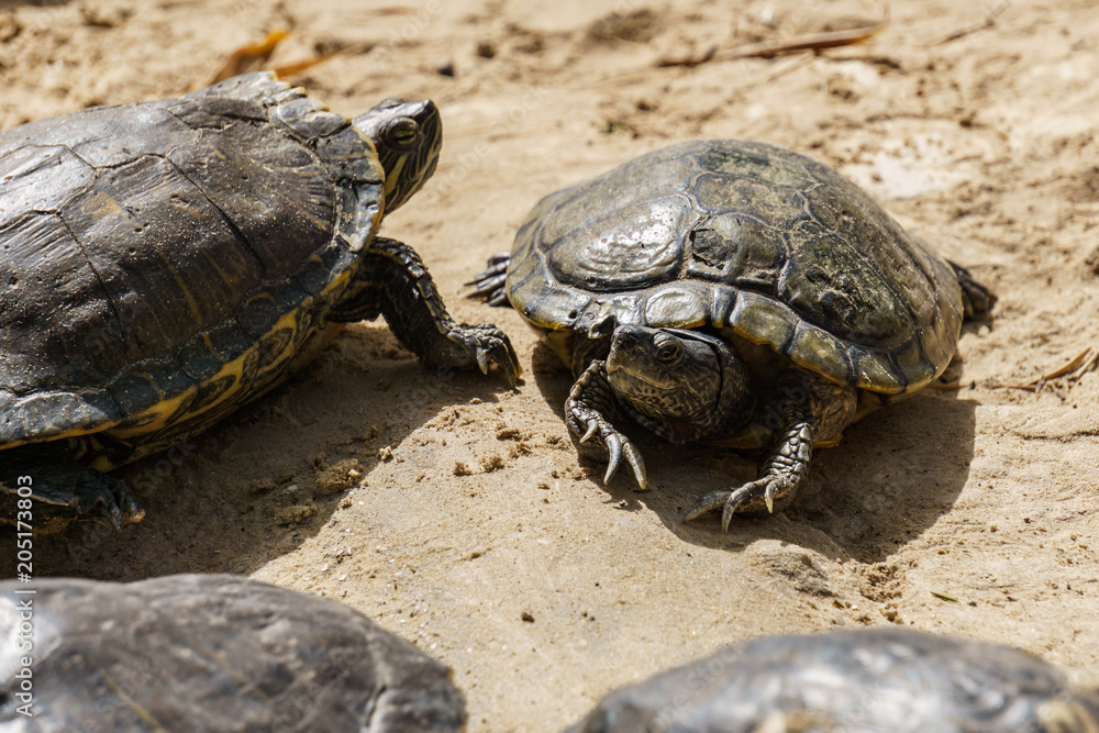 Red-eared Slider or Trachemys scripta elegans in the zoo. Red-eared Slider or Trachemys scripta elegans in the zoo.