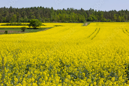 Field of blooming canola, rapeseed yellow flowers