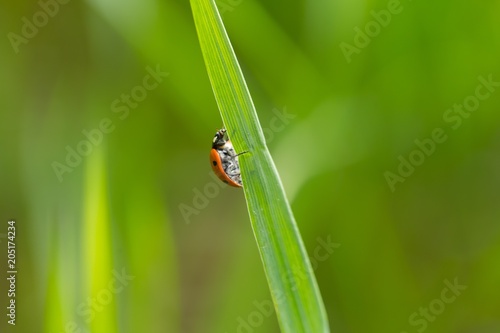 Ladybird walking on green plant in spring day