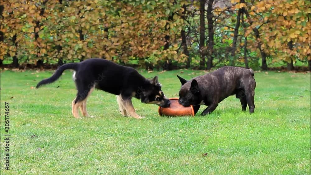 dogs playing in the garden, french bulldog and mixed breed australian shepherd
dogs playing in the garden, french bulldog and mixed breed australian shepherd