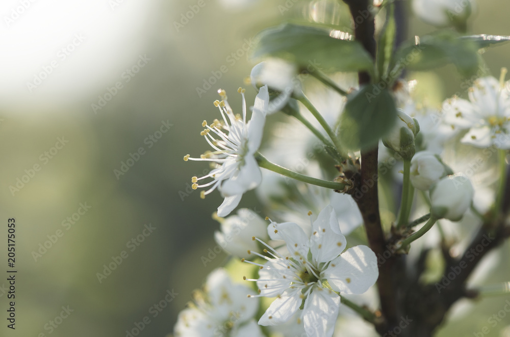 Apple tree blooms. Snow-white Apple flowers on a branch Apple tree blooms. Snow-white Apple flowers on a branch