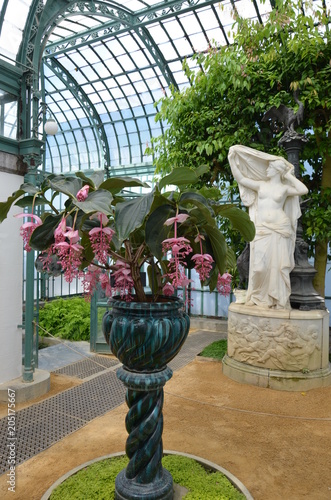 Foto L'embarcadère - medinillas - Serres royales de Laeken