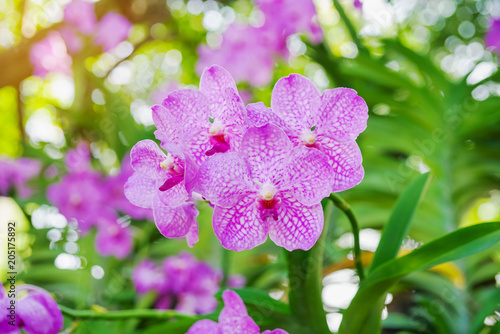 Fototapeta Naklejka Na Ścianę i Meble -  beautiful vivid pink vanda orchid blooming in garden