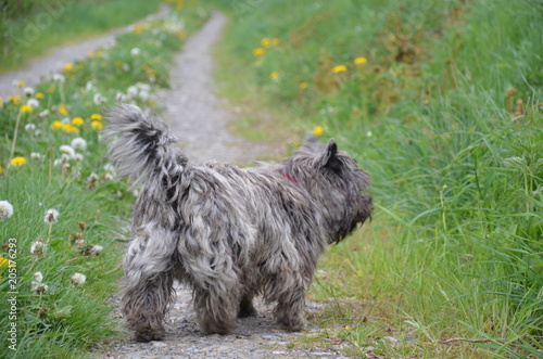 Photography cairn terrier chien de race