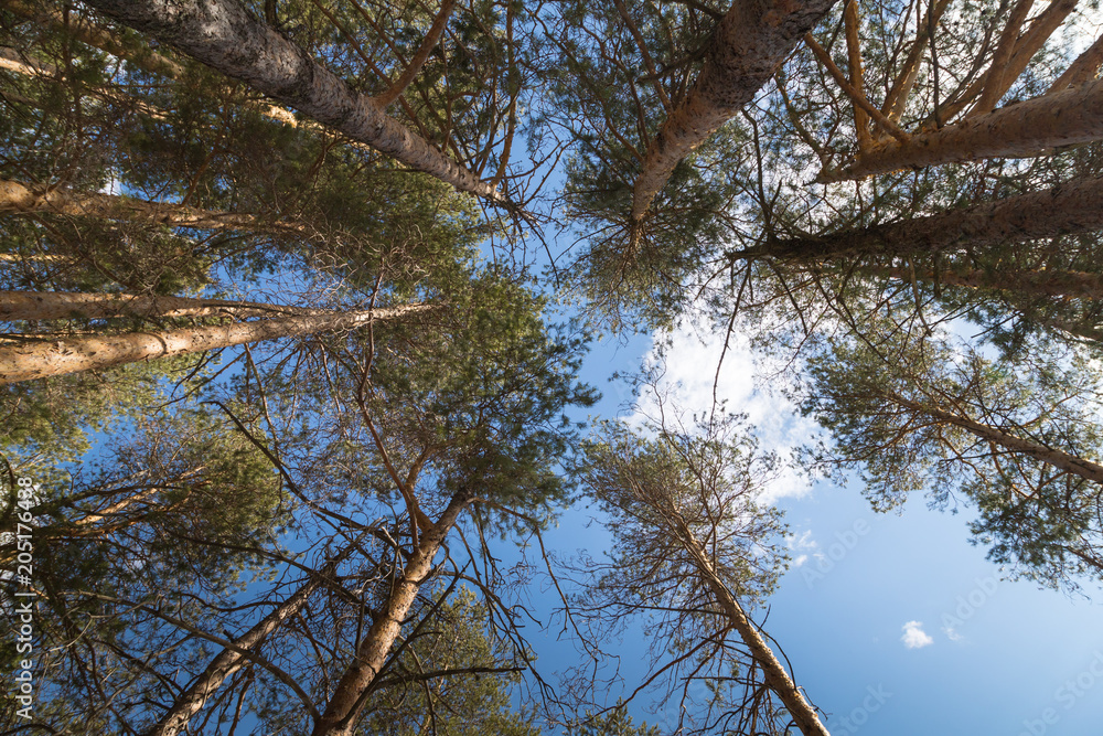 Fototapeta premium Tall pine tree tops against blue sky