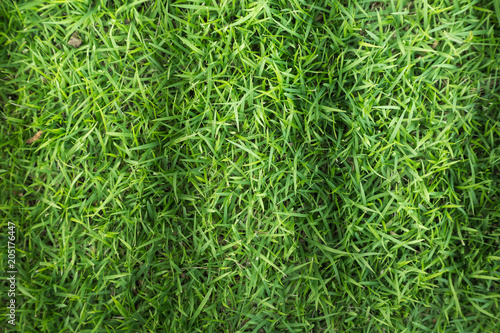 Grass field texture for golf course, soccer field or sports background concept design. Natural grass.