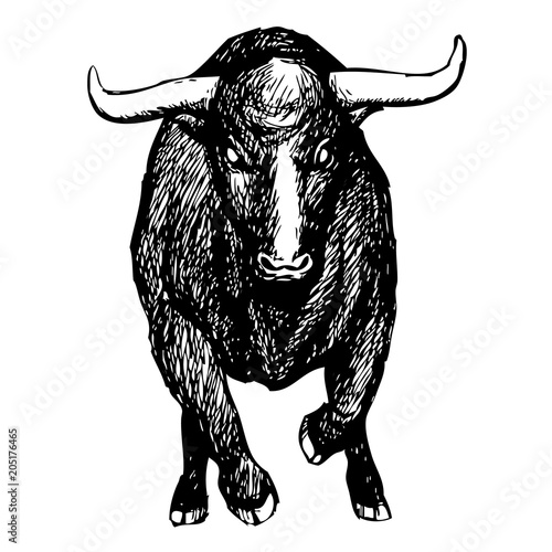 bull on white background