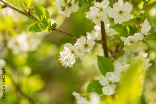 Blooming branches of cherry tree or gean tree