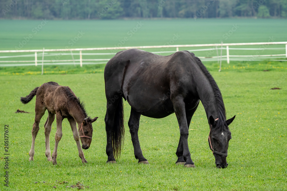 Black kladrubian horse, mare with foal Black kladrubian horse, mare with foal