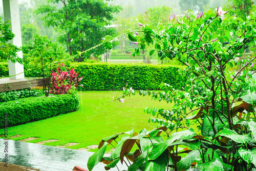 Rain water on the beautiful purple flowers with green leaves in the garden, Landscape formal, Front yard is beautifully designed garden, The garden is beautifully designed on a rainy day.