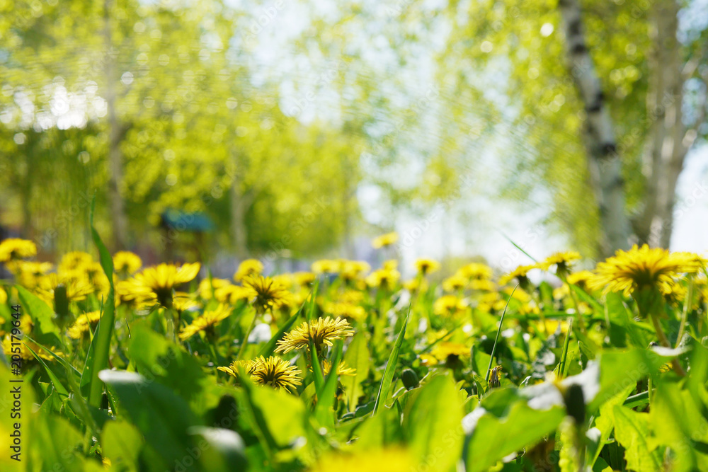 Fototapeta premium Yellow dandelions in a clearing, natural floral background.