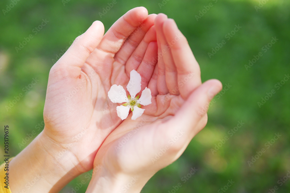 White apple-tree flower, cherries in the hands of a child, girls. The concept of spring, summer, protection of nature, love of nature. White apple-tree flower, cherries in the hands of a child, girls. The concept of spring, summer, protection of nature, love of nature.