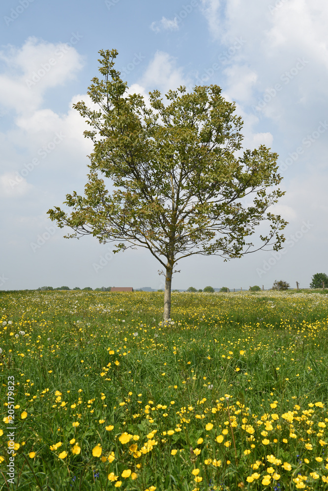 environnement arbres champs prés fleurs pissenlit environnement arbres champs prés fleurs pissenlit