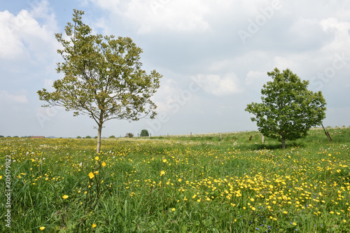 environnement arbres champs prés fleurs pissenlit