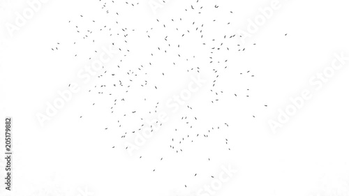 Large flock of birds flying in the sky