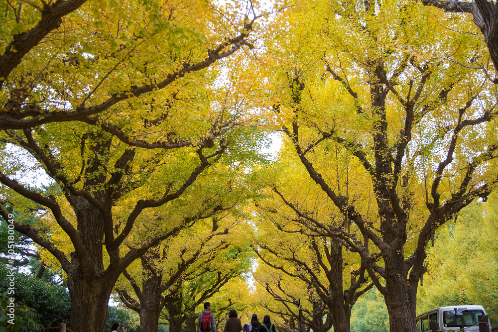 Autumn in Tokyo in with yellow leaf of ginkgo tree fall on the ground. very beautiful and amazing seasoning 
