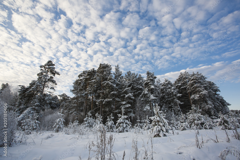 Siberia, winter forest in Russia. Stern, spruce, pine under the snow. Siberia, winter forest in Russia. Stern, spruce, pine under the snow.