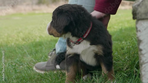 Man pets his burnese mountain dog puppy sitting in the grass photo