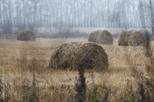 a haystack in a field in autumn. Autumn, fog, rain in the village photo