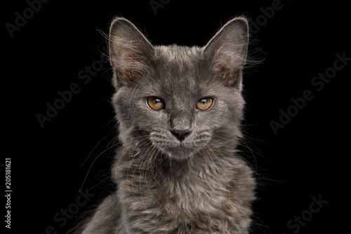 Fototapeta Naklejka Na Ścianę i Meble -  Portrait of Little Kurilian Bobtail Kitten with grey fur Stare in Camera Isolated Black Background