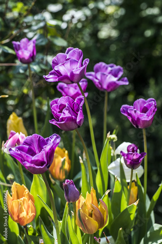 Tuilps in a garden in spring