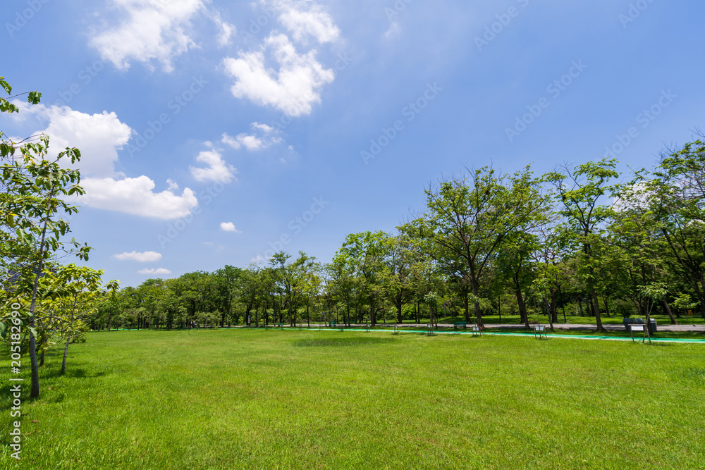 Green tree in a beautiful park garden under blue sky Green tree in a beautiful park garden under blue sky