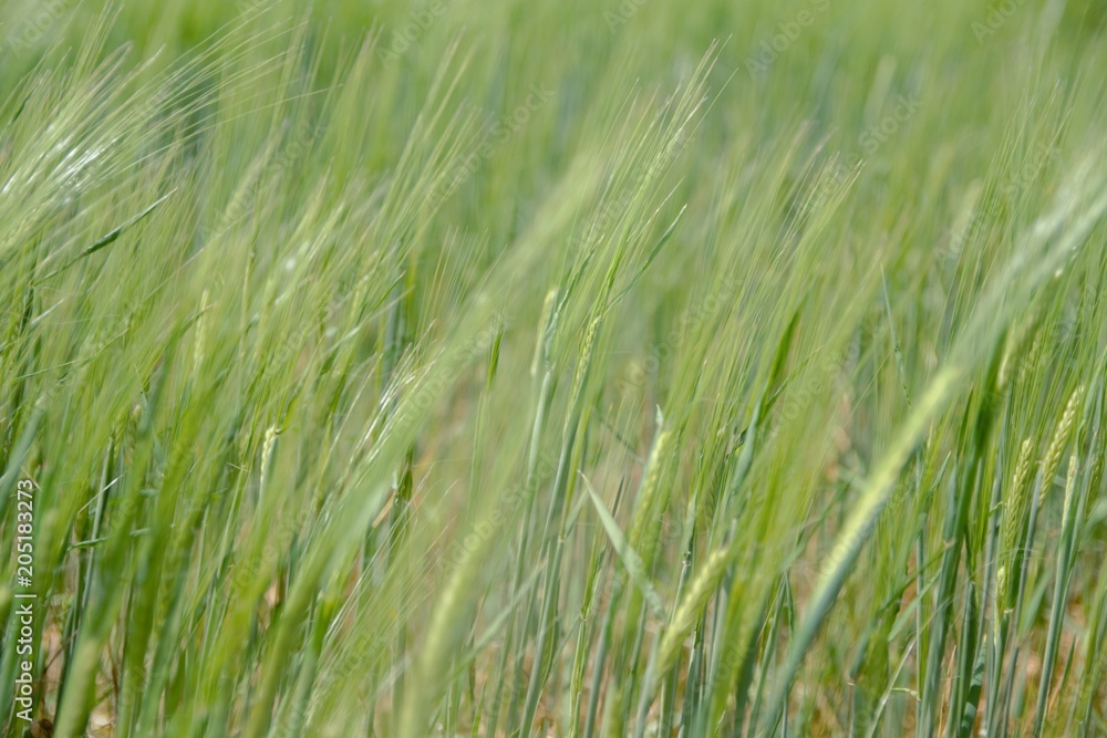 nature on wind nature on wind