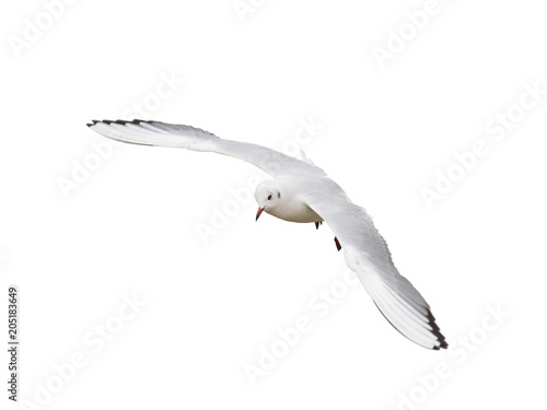 Different types of gulls. A series of photos. Isolated