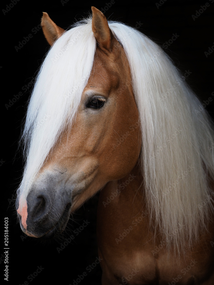 Obraz premium Stunning Haflinger Stallion