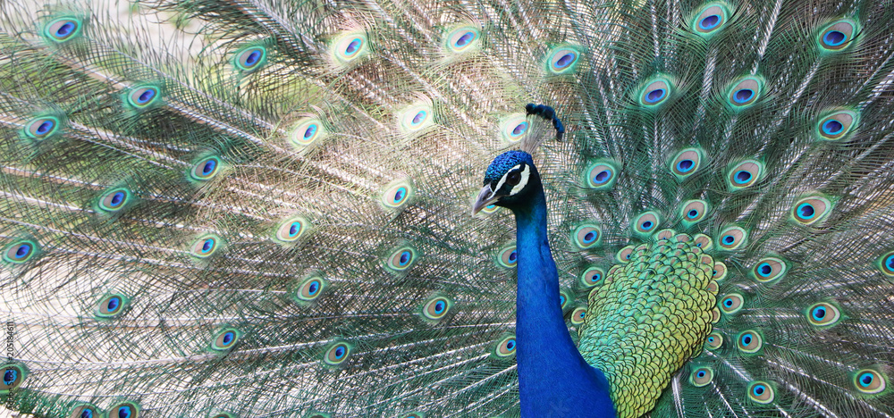 Fototapeta premium Indian peacock