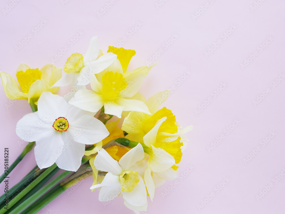 Fototapeta premium Flowers white and yellow daffodils on a colored background, top view, flat layout. 