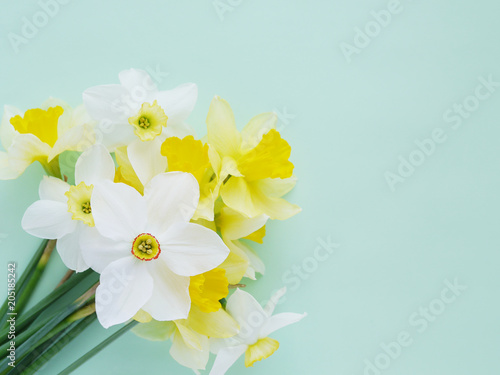 Flowers white and yellow daffodils on a colored background  top view  flat layout. 