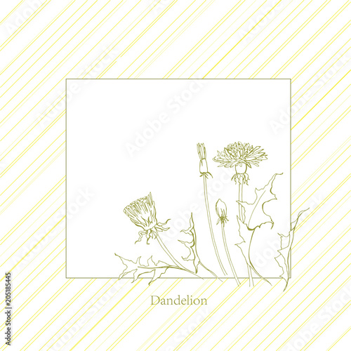 Fototapeta Naklejka Na Ścianę i Meble -  Yellow dandelions. Medicinal plant. Spring flowers. Taraxacum
