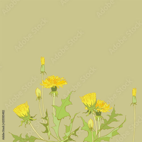 Fototapeta Naklejka Na Ścianę i Meble -  Yellow dandelions. Medicinal plant. Spring flowers. Taraxacum
