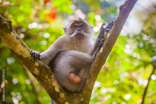 Crab-eating macaque Macaca fascicularis in Gunung Leuser National Park, Sumatra, Indonesia.. photo