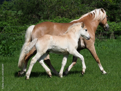 Beautiful Mare and Foal