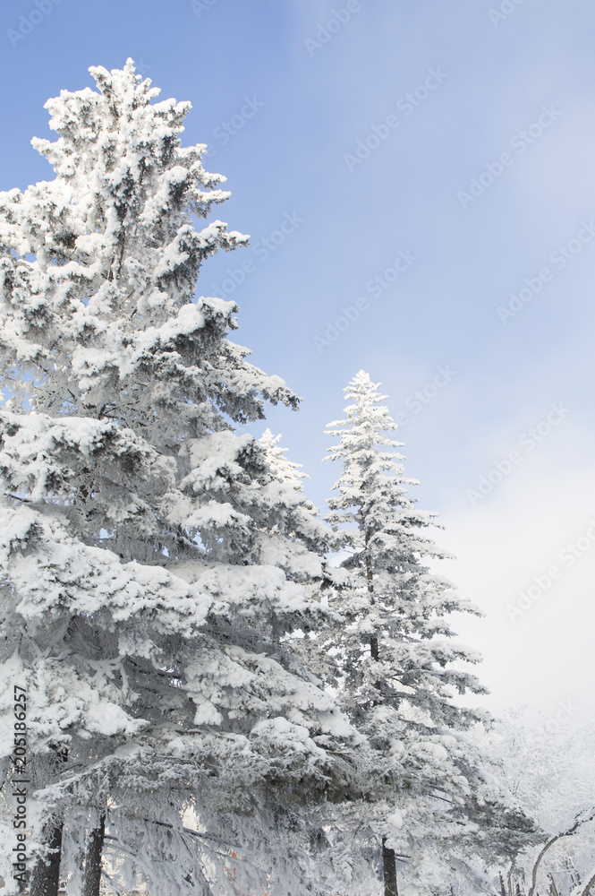 Snow covered fir trees. Winter frost forest. Cold december moning in the park.