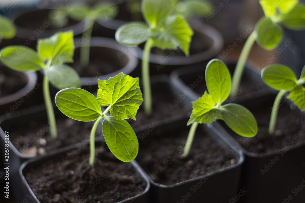 Naklejka premium Small green sprouts, cucumber seedlings, closeup