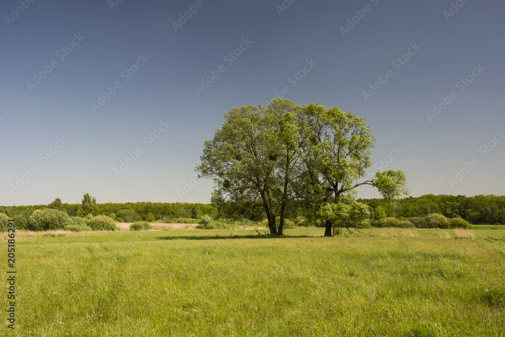 Large trees, green meadow and forest