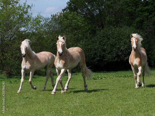 A group of young horses