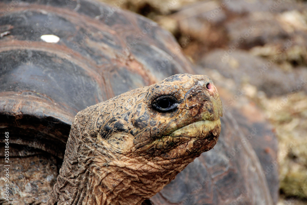 Riesen Schildkröten auf den Galapagos Inseln Riesen Schildkröten auf den Galapagos Inseln