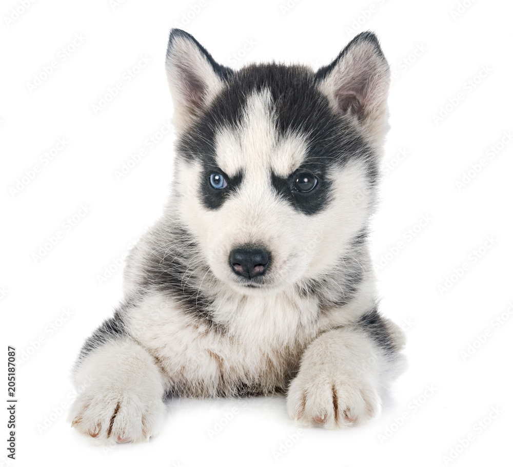 puppy siberian husky puppy siberian husky