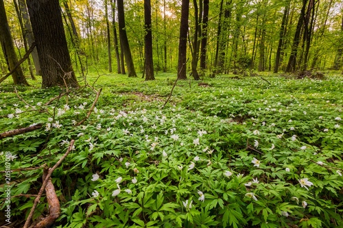 Spring forest landscape with white anemones blooming