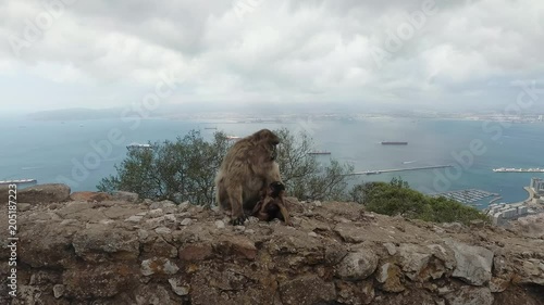 Mother monkey and baby sitting on upper rock in gibraltar