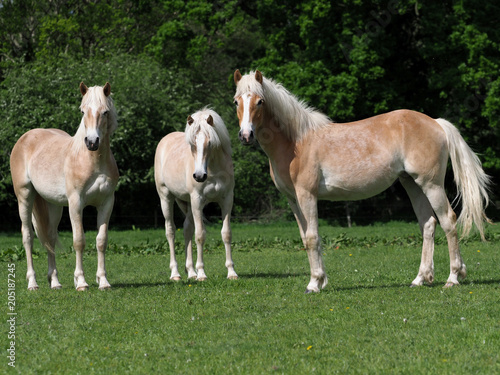 A group of young horses