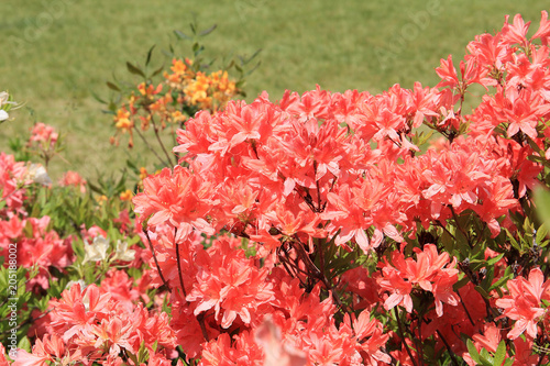 rampant flowering of spring rhododendrons