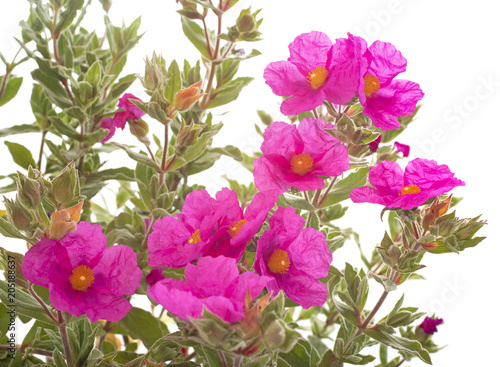 Photos cistus pulverulentus in studio