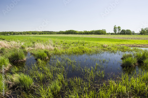 Water grasses in marshy meadows, fields and blue sky