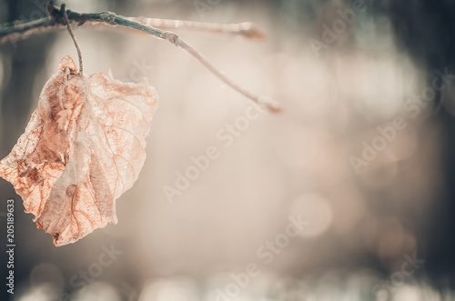 Dying leaf photo