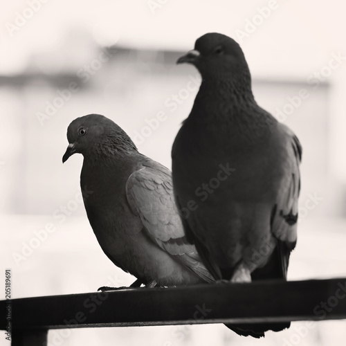 two dove sitting outside